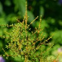Olearia solandri